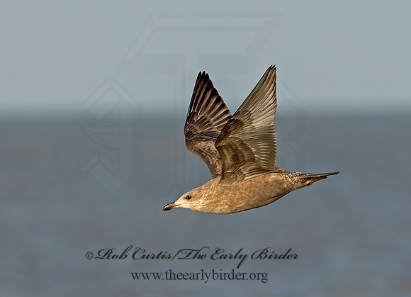 Larus argentatus  HERRING GULL 9027254z