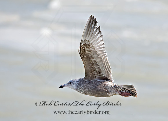 Larus argentatus  HERRING GULL 9027908z