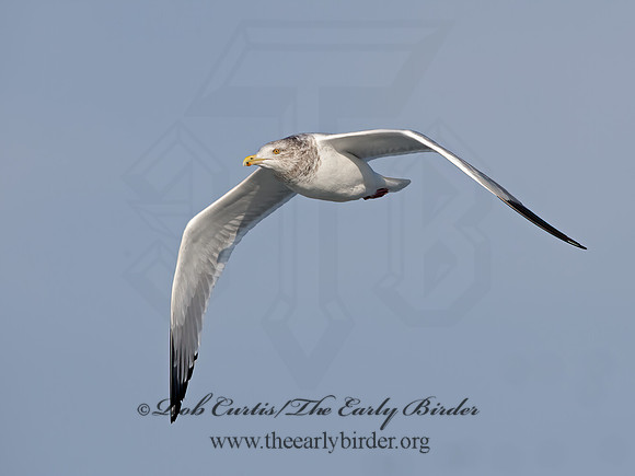 Larus argentatus  HERRING GULL 9054313z