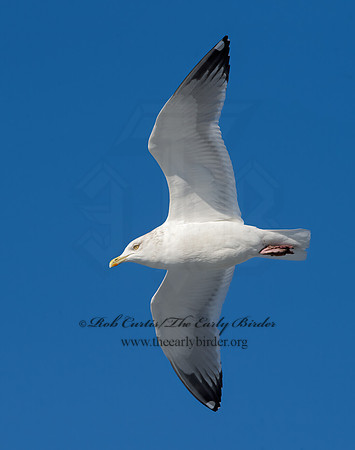 Larus argentatus  HERRING GULL 9054289z