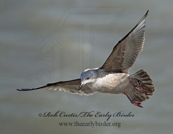 Larus argentatus  HERRING GULL 9027914z
