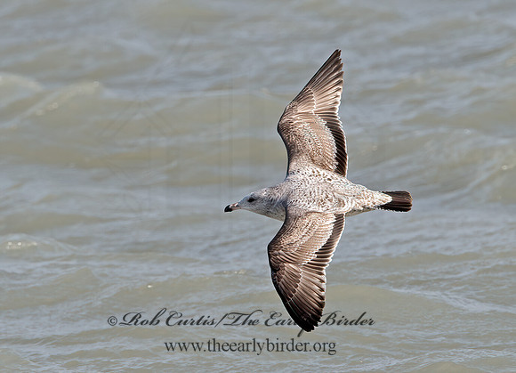 Larus argentatus  HERRING GULL 9027923z