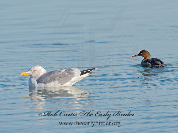 Larus argentatus  HERRING GULL 9016844 z