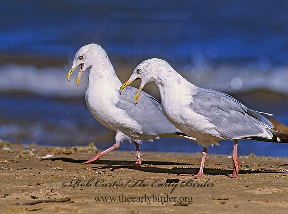 Larus argentatus  HERRING GULL 293302 z