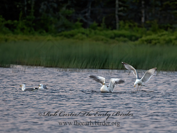 Larus argentatus  HERRING GULL 9033870z