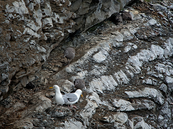 Larus argentatus  HERRING GULL 9035619z