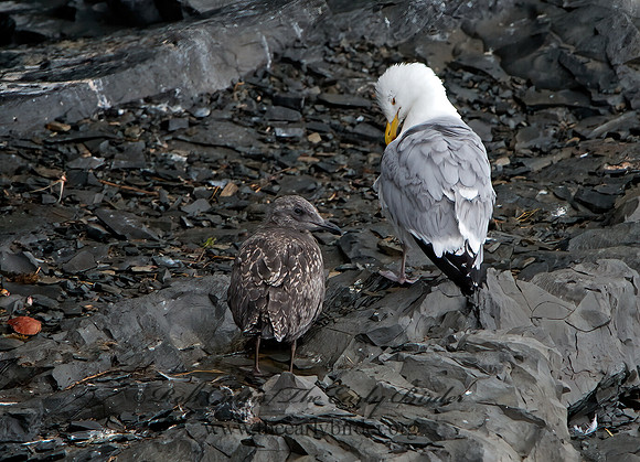Larus argentatus  HERRING GULL 9035751z