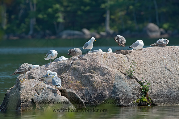 Larus argentatus  HERRING GULL 9033215z