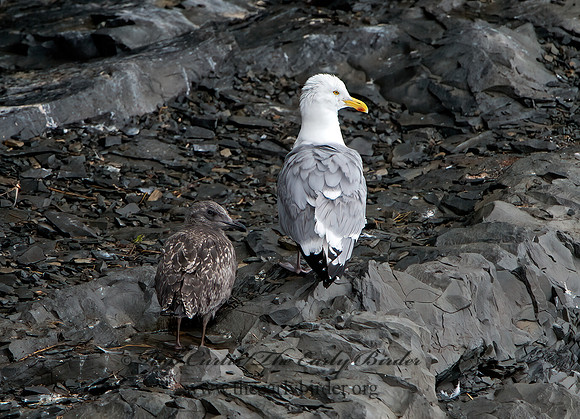 Larus argentatus  HERRING GULL 9035752z