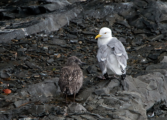 Larus argentatus  HERRING GULL 9035754z