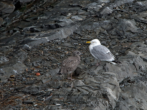 Larus argentatus  HERRING GULL 9035762z
