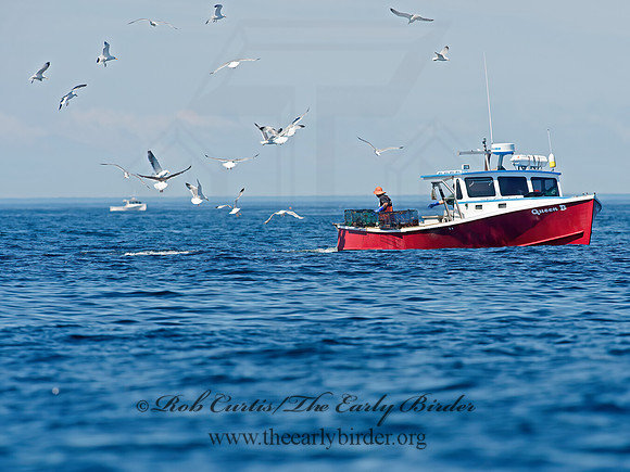 Larus argentatus  HERRING GULL 9032077z
