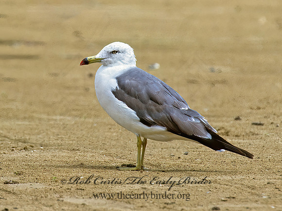 Larus crassirostris  BLACK-TAILED GULL 1283914z