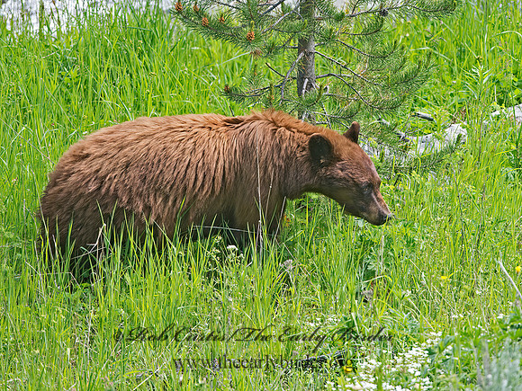 Ursus americanus  BLACK BEAR 9061346z