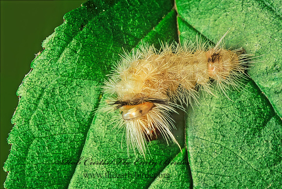 Orygia TUSSOCK MOTH 135014z