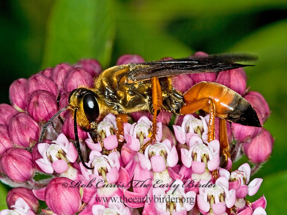 Sphex ichneumoneus 6012156z
