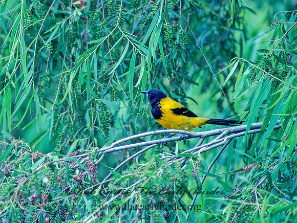Icterus graduacauda  AUDUBON'S ORIOLE 53832z