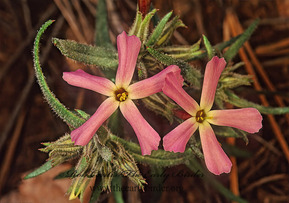 Phlox longifolia~  LONGLEAF PHLOX 121709z
