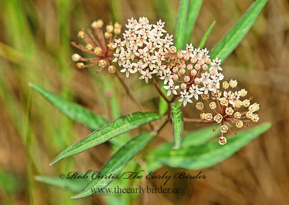 Asclepias incarnata  SWAMP MILKWEED 193220z