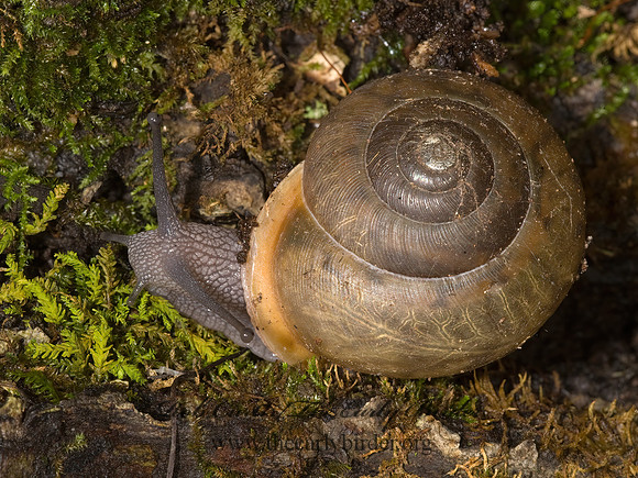 Mesodon thyroidus  POLYGYRID SNAIL 8016333z