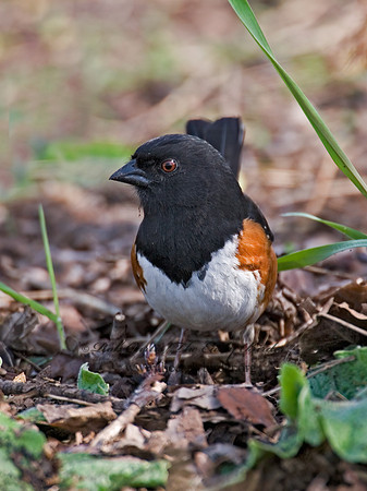 Pipilo erythrophthalmus  EASTERN TOWHEE 6003076z