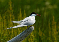 Sterna paradisaea ARCTIC TERN 9033574z