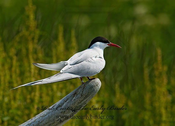 Sterna paradisaea  ARCTIC TERN 9033574z