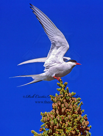 Sterna paradisaea  ARCTIC TERN 233126z