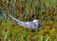 Sterna paradisaea ARCTIC TERN 238433z