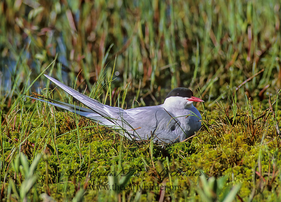 Sterna paradisaea  ARCTIC TERN 238433z