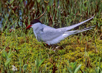 Sterna paradisaea ARCTIC TERN 238534z