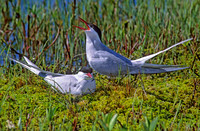 Sterna paradisaea ARCTIC TERN 238204z