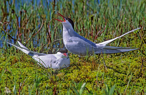 Sterna paradisaea  ARCTIC TERN 238204z