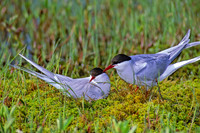 Sterna paradisaea ARCTIC TERN 238508z