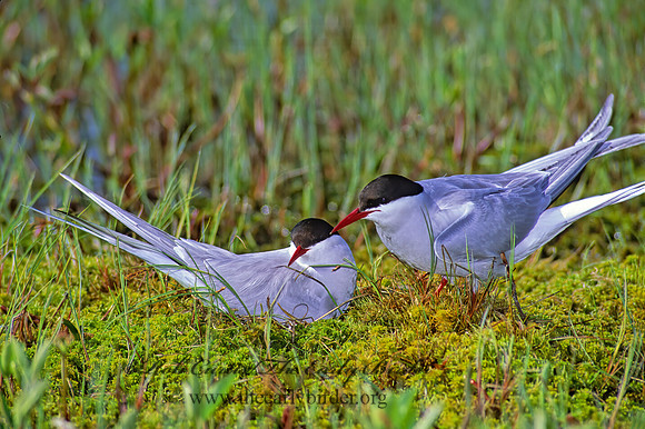 Sterna paradisaea  ARCTIC TERN 238508z