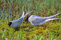 Sterna paradisaea ARCTIC TERN 238511z