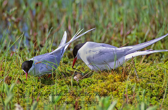 Sterna paradisaea  ARCTIC TERN 238511z
