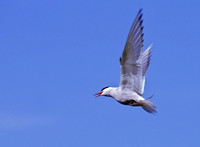 Sterna paradisaea ARCTIC TERN 233321z