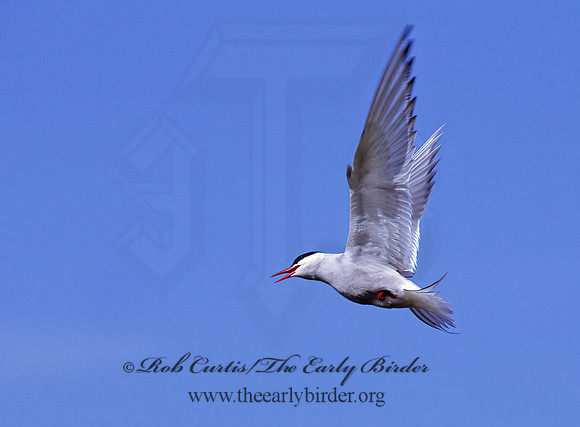 Sterna paradisaea  ARCTIC TERN 233321z