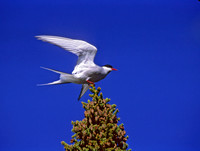 Sterna paradisaea ARCTIC TERN 233128z