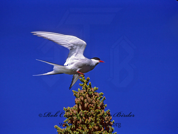 Sterna paradisaea  ARCTIC TERN 233128z