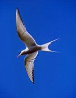 Sterna paradisaea ARCTIC TERN 233221z