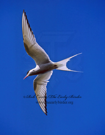 Sterna paradisaea  ARCTIC TERN 233221z