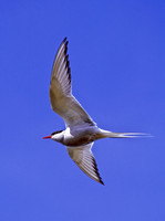 Sterna paradisaea ARCTIC TERN 233331z