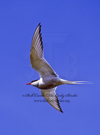 Sterna paradisaea  ARCTIC TERN 233331z