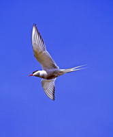 Sterna paradisaea ARCTIC TERN 233330z