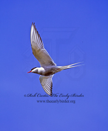 Sterna paradisaea  ARCTIC TERN 233330z