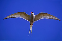 Sterna paradisaea ARCTIC TERN 233304z