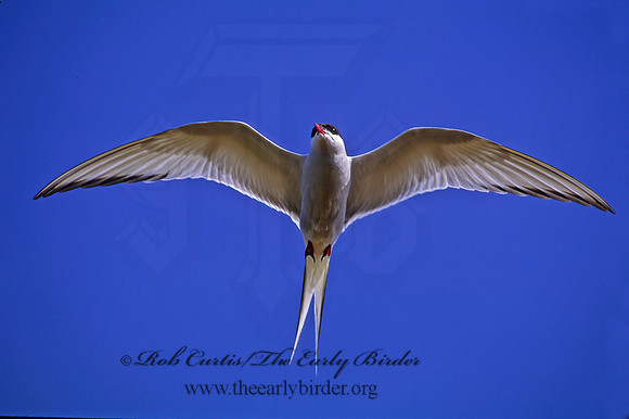 Sterna paradisaea  ARCTIC TERN 233304z