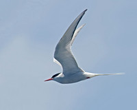 Sterna paradisaea ARCTIC TERN 9032193z